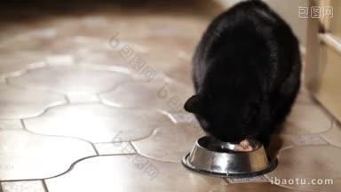 黑猫正在家里吃饭
